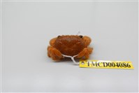 藏品(粗糙酋婦蟹)的圖片